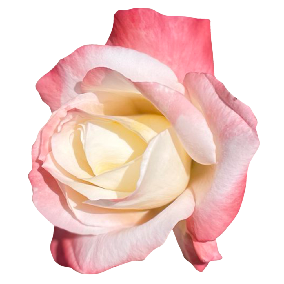 rosa fred blomma png