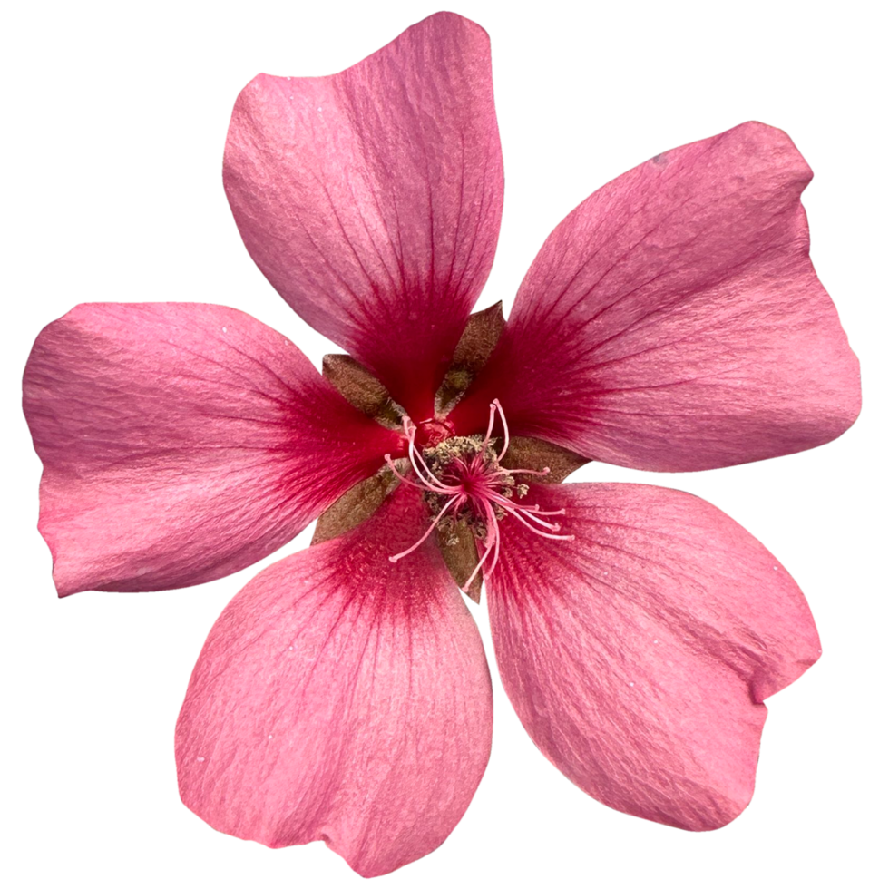 anisodontea flor Rosa png