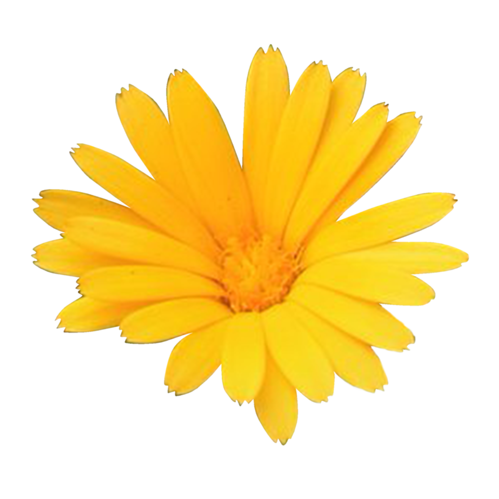 Pot marigold flower png