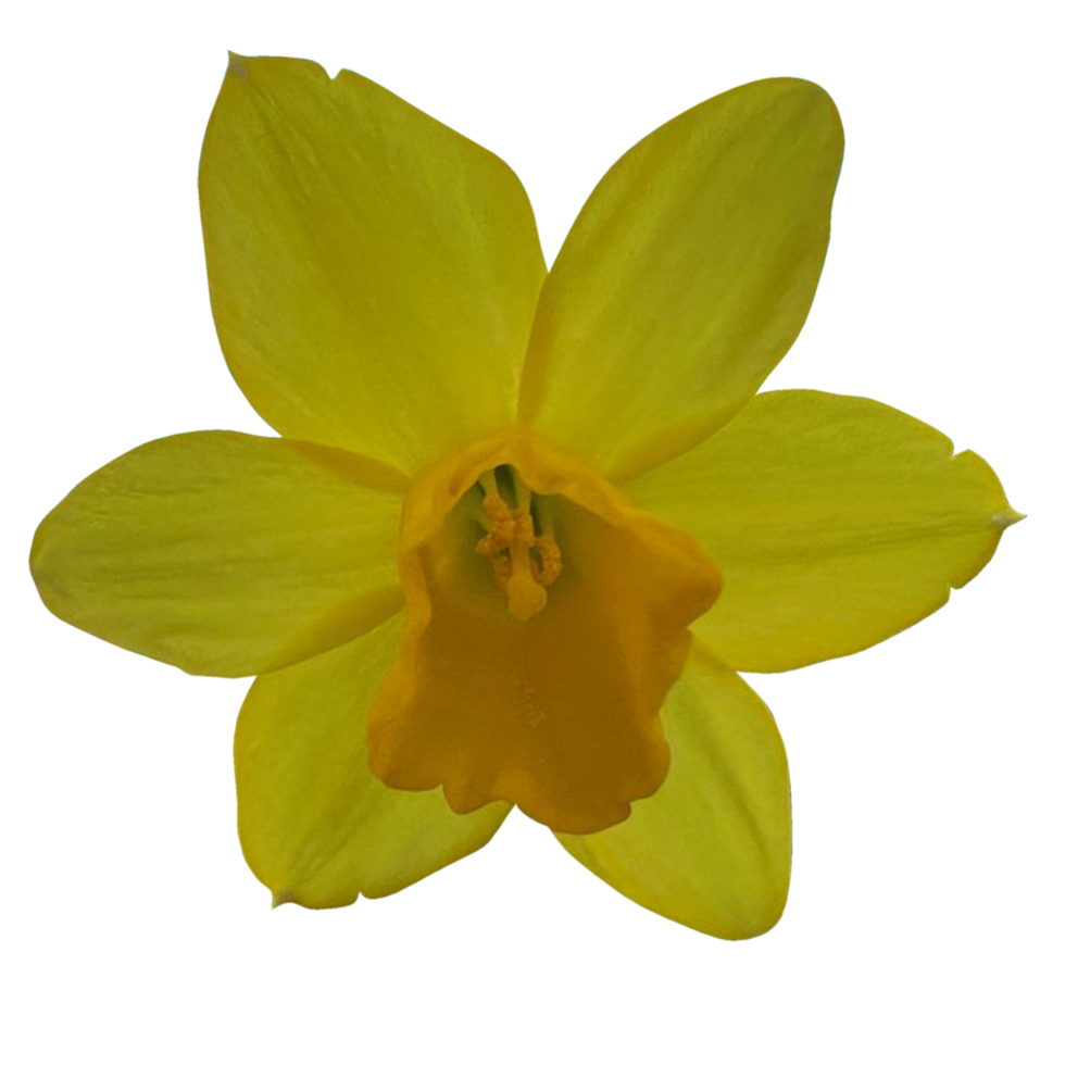 junquillo flor flor png