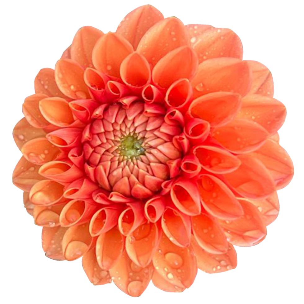 Dahlia pinnata flower png