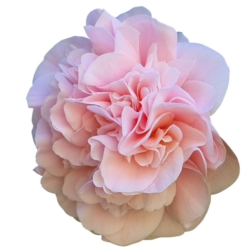 Free camélia japonica 'débutante' 20995550 PNG with Transparent Background