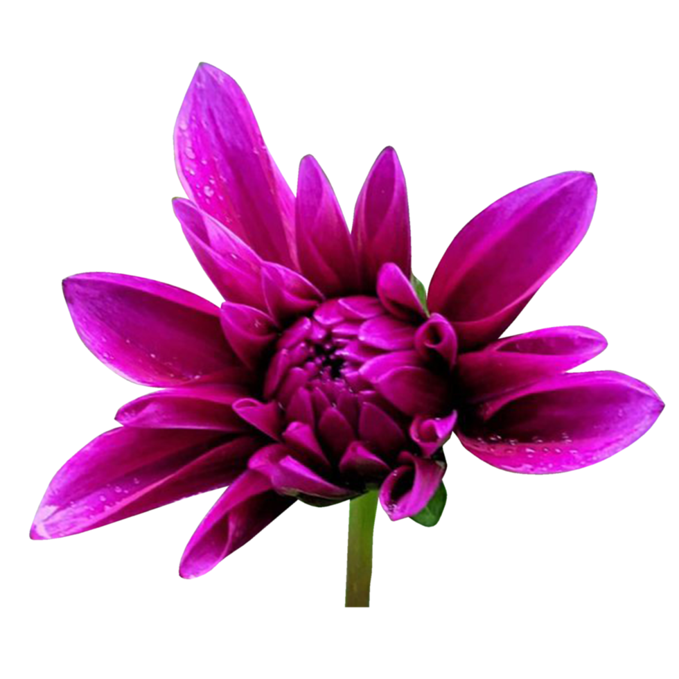 flor de dalia morada png