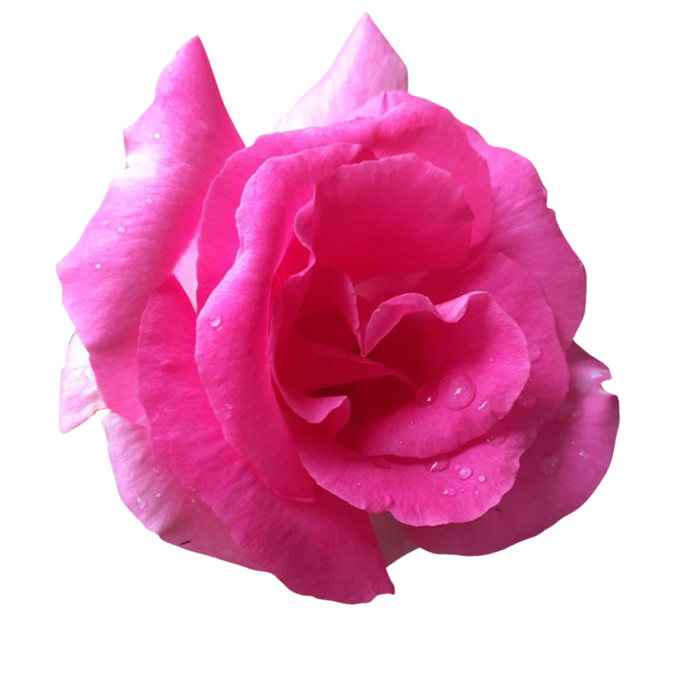 single pink rose flower png