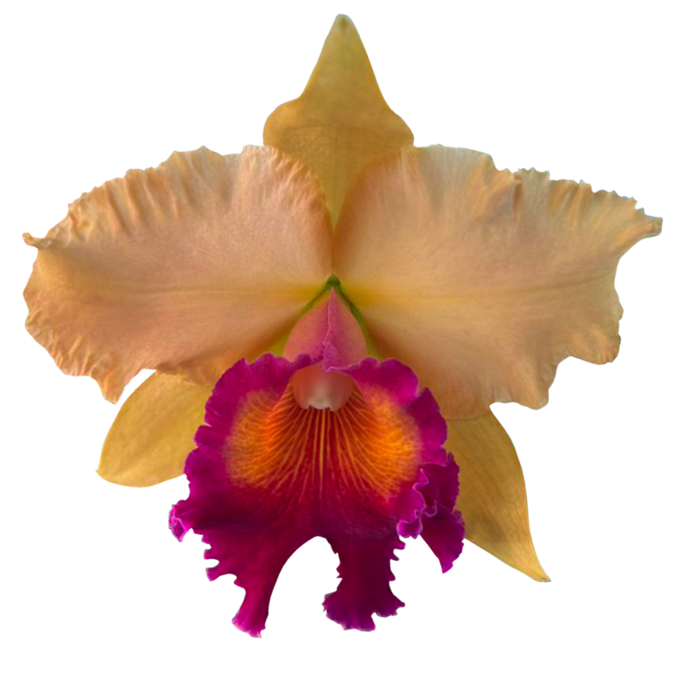 cattleya flower plant png