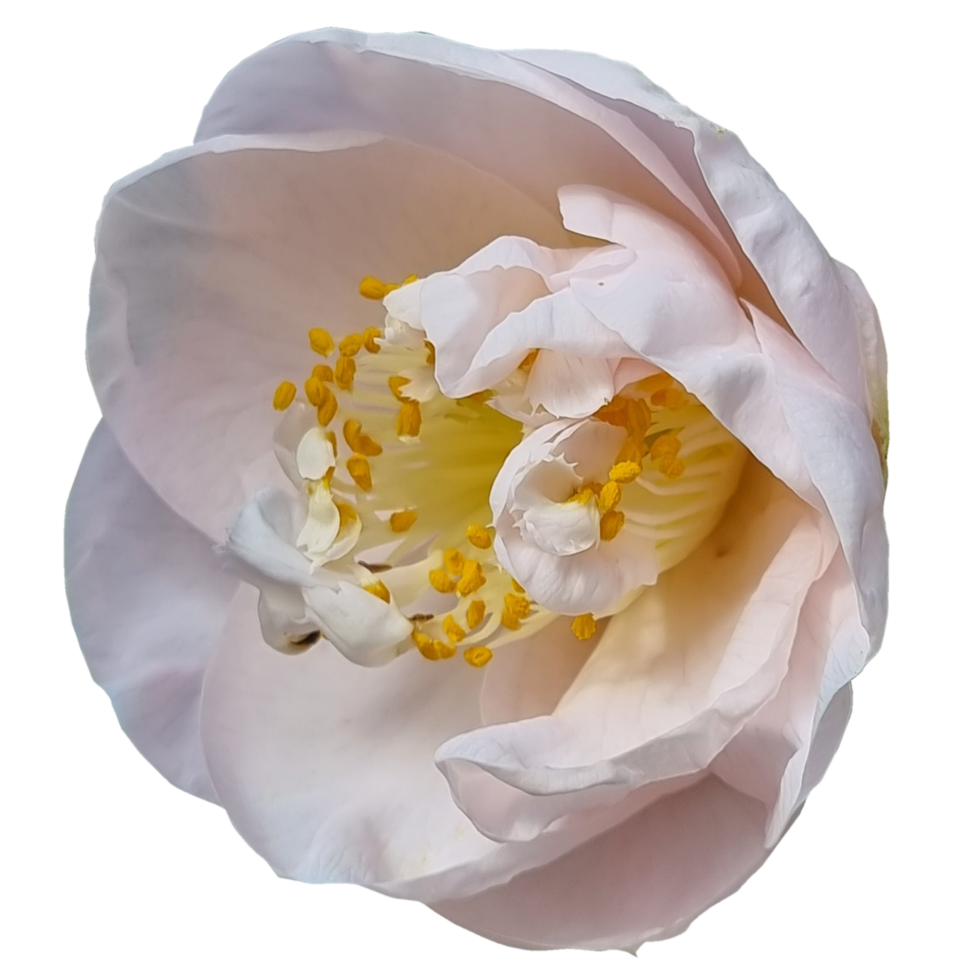 Camellia japonica Moonlight Bay 20995558 PNG