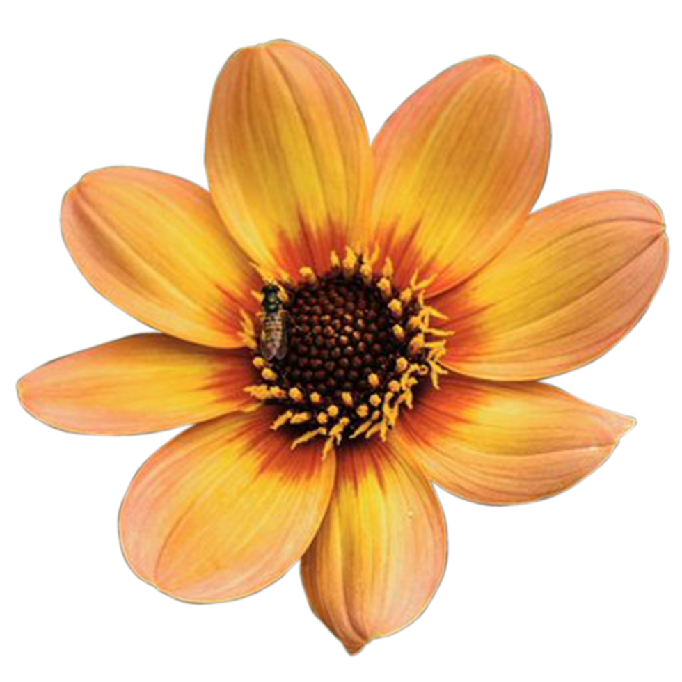 Dahlia Mystic Haze flower 20995559 PNG