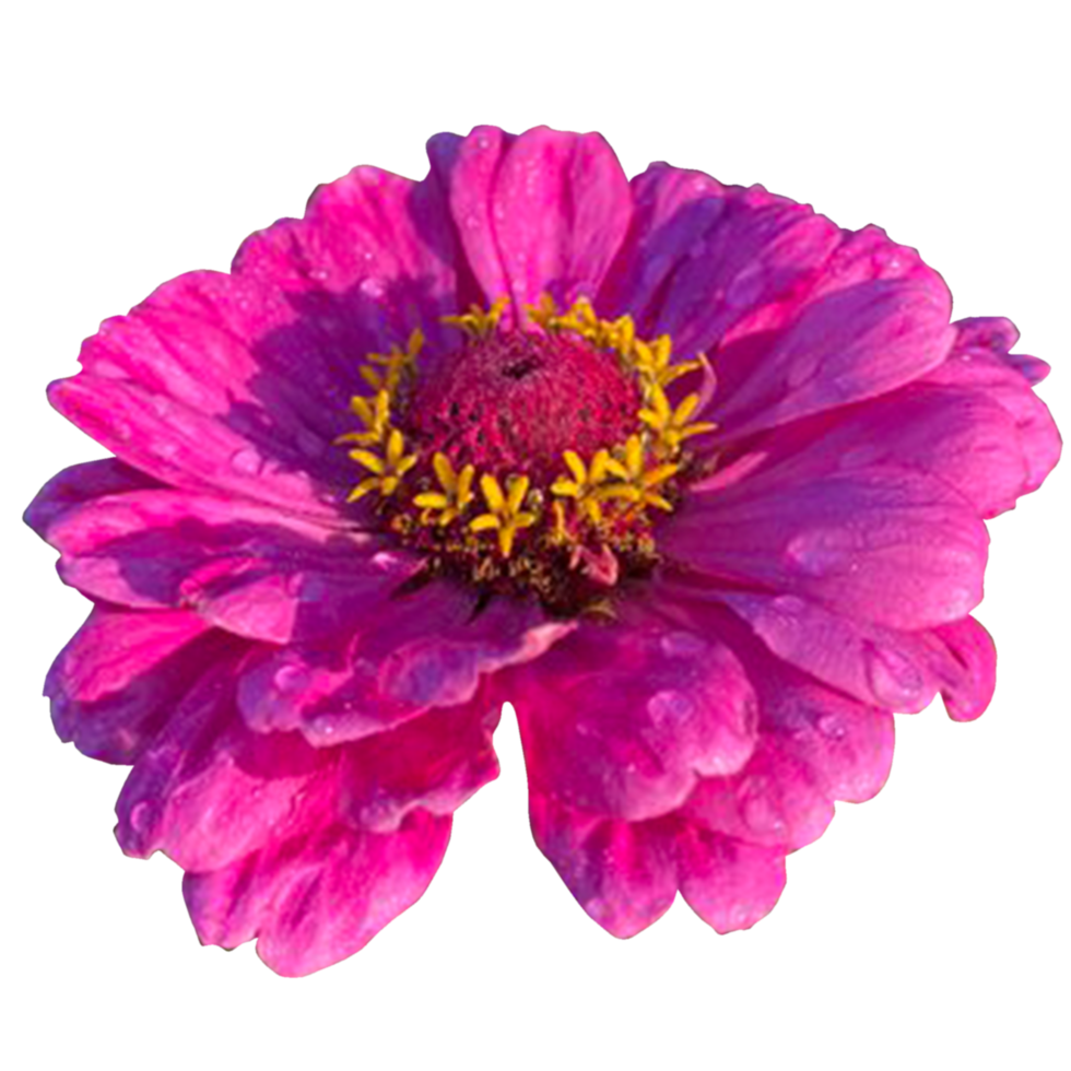 zinnia blommor i de morgon- png