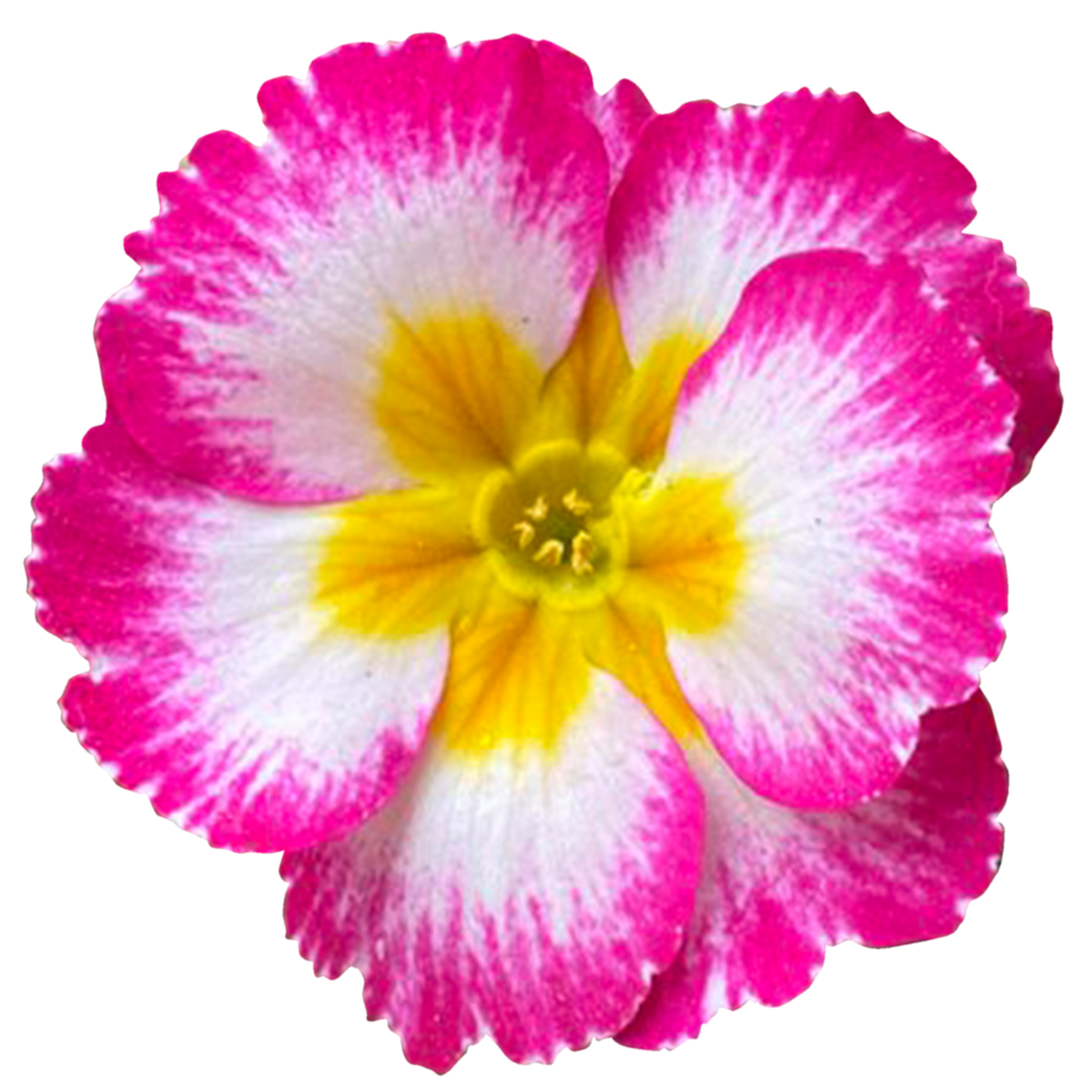 Primrose Spring Flowers Pink png