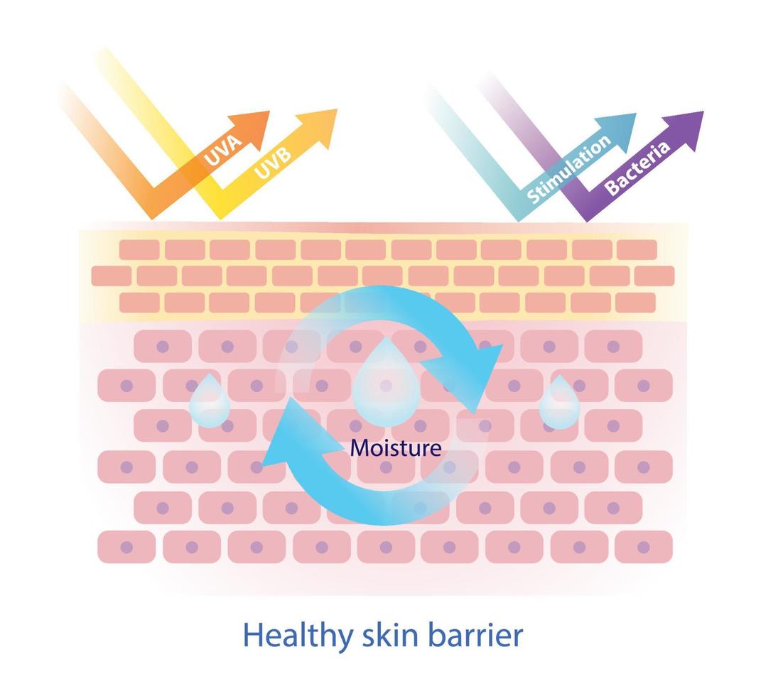 Structure of healthy skin barrier vector isolated on white background. The skin barrier protect