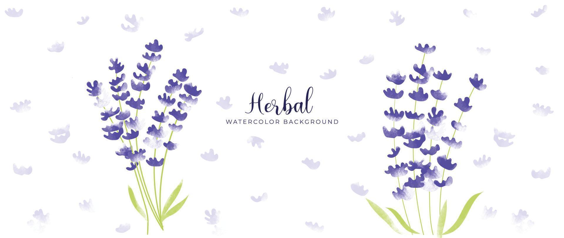 Botanical herbal watercolor background vector. Fresh aromatic hand drawn purple wildflowers. Natural decorative garden floral design for wallpaper, cover, advertising, healthcare product, cosmetics. vector