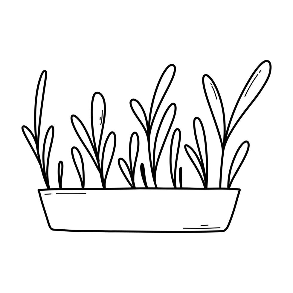 mano dibujado microgreens en ollas. vector ilustración en garabatear estilo aislado en blanco antecedentes. micro verde. remolachas, lechuga, repollo, Alazán, cebolla, rábano, Rúcula, guisantes. creciente superalimento a hogar.