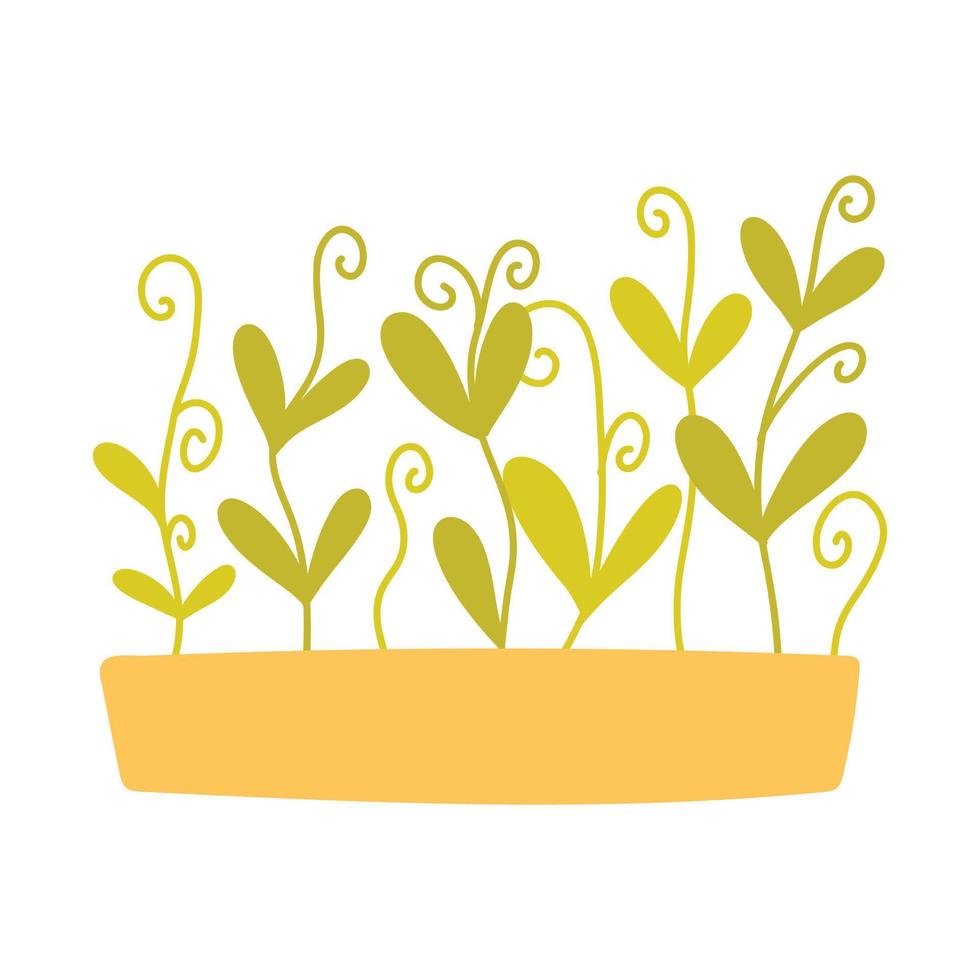 Hand drawn microgreens in pots. Vector illustration in flat style isolated on white background. Micro green. Beets, lettuce, cabbage, sorrel, onion, radish, arugula, peas. Growing superfood at home.