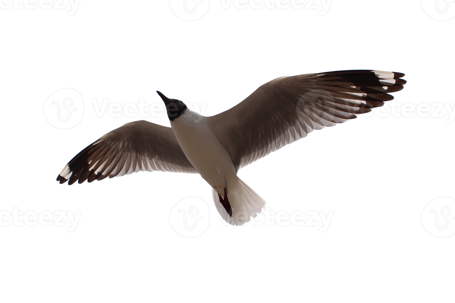 Gaviota volador. naturaleza png