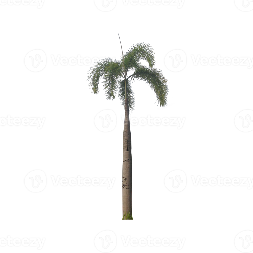 Palm tree. palm png