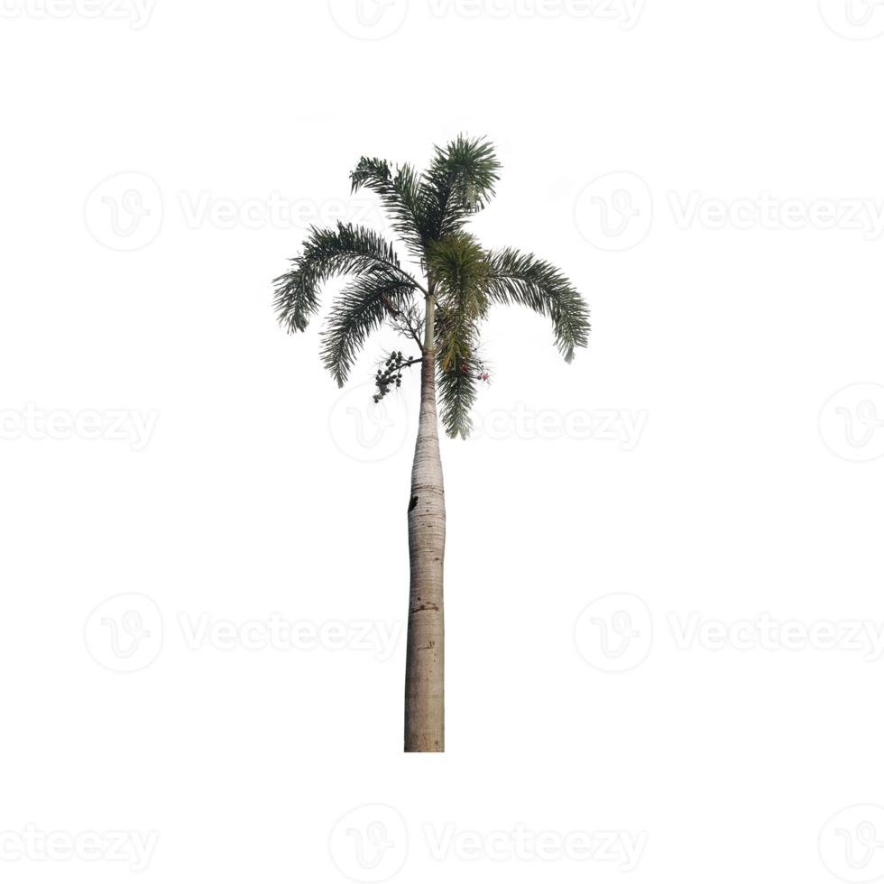 paume arbre. paume png