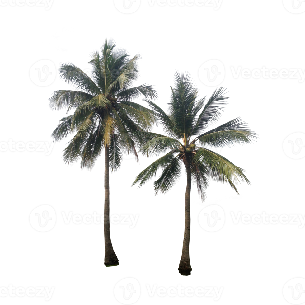 Coconut trees set png