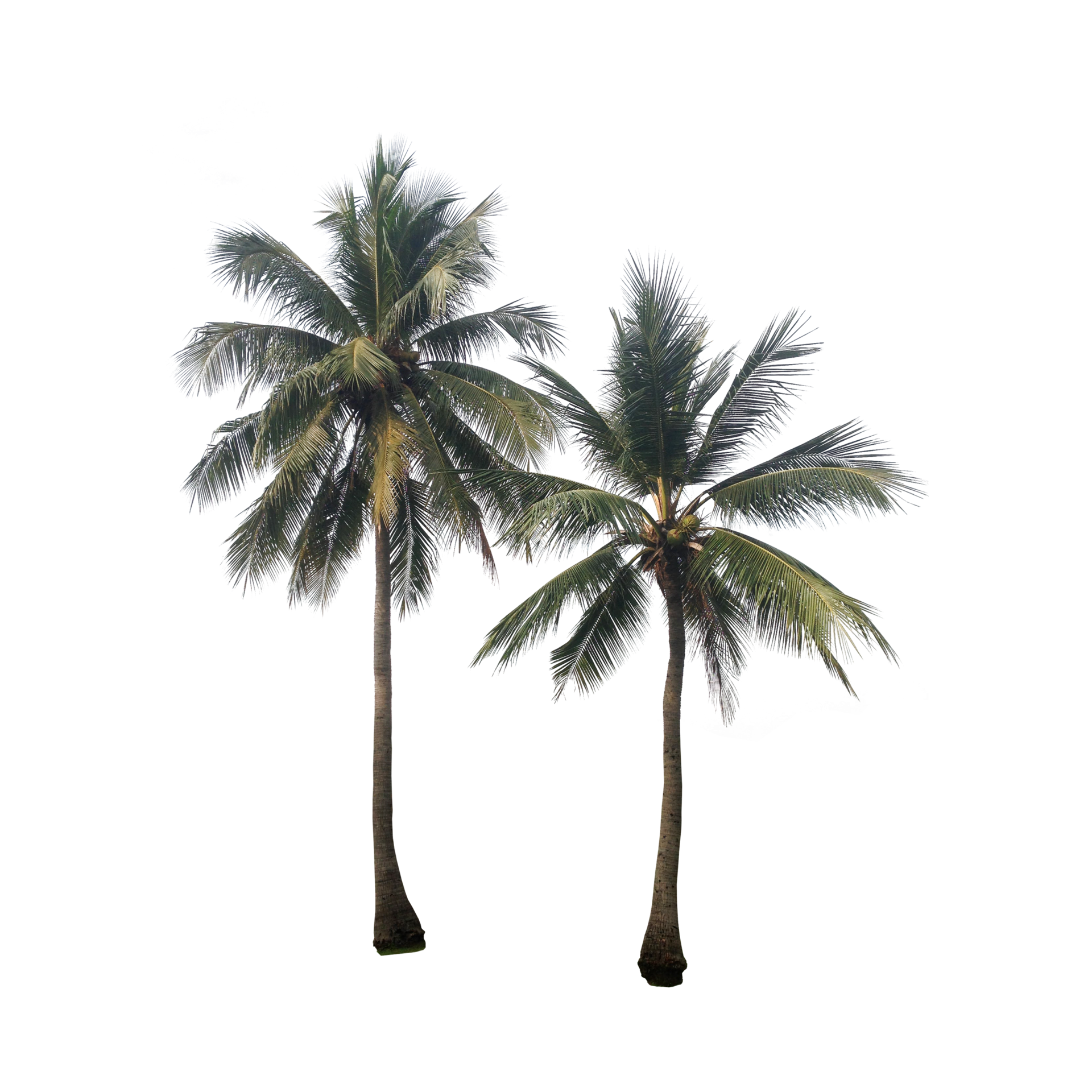 Coconut trees set 21008358 PNG
