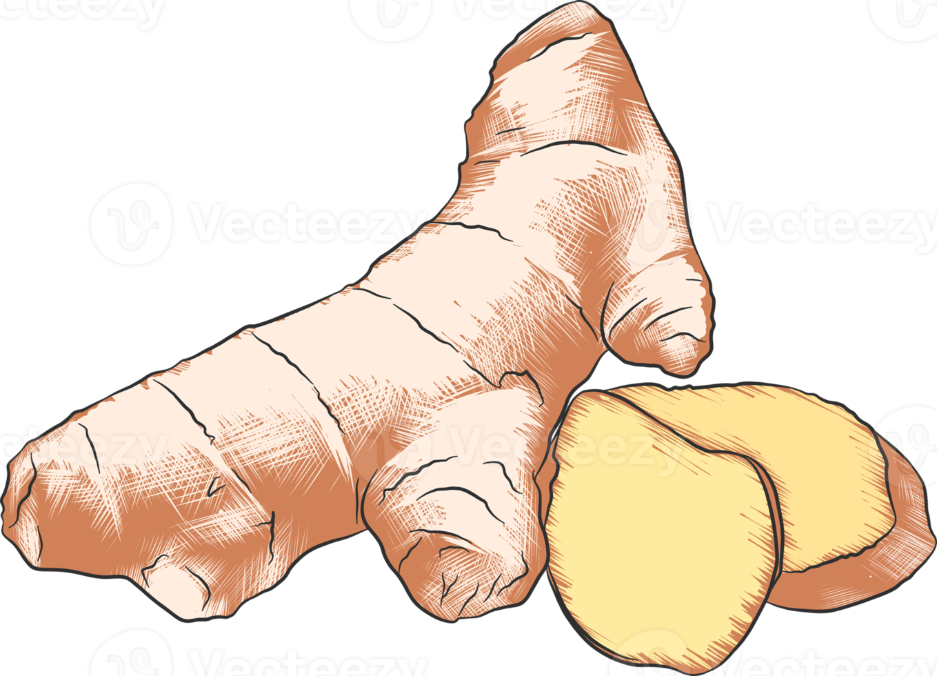 png graverat stil illustration för affischer, dekoration och skriva ut. hand dragen skiss av ingefära i färgrik. detaljerad vegetarian mat teckning.