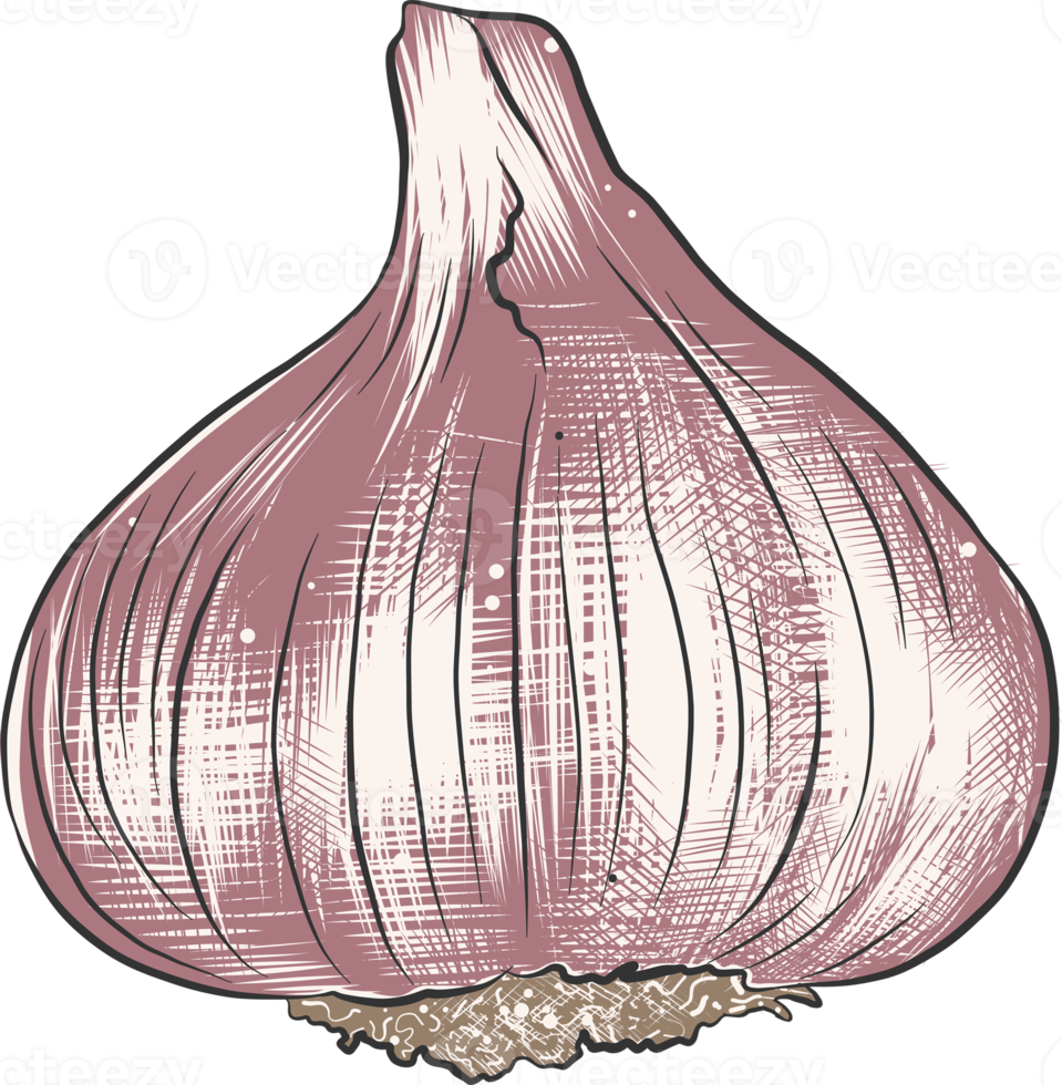 PNG engraved style illustration for posters, decoration and print. Hand drawn sketch of garlic in colorful. Detailed vegetarian food drawing.