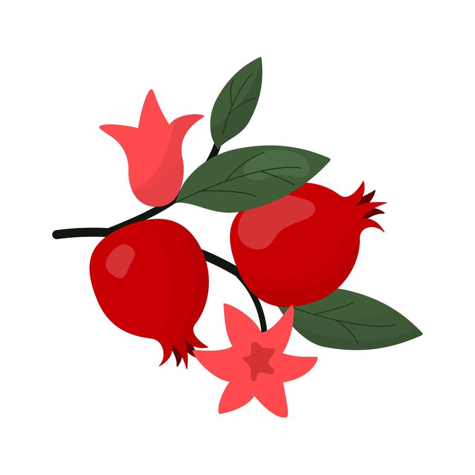 branch of pomegranate vector