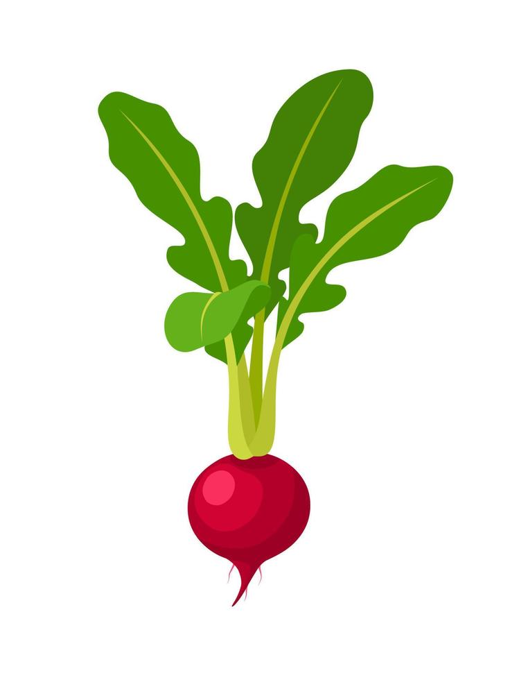 Vector illustration, red radish flat design style, isolated on white background.