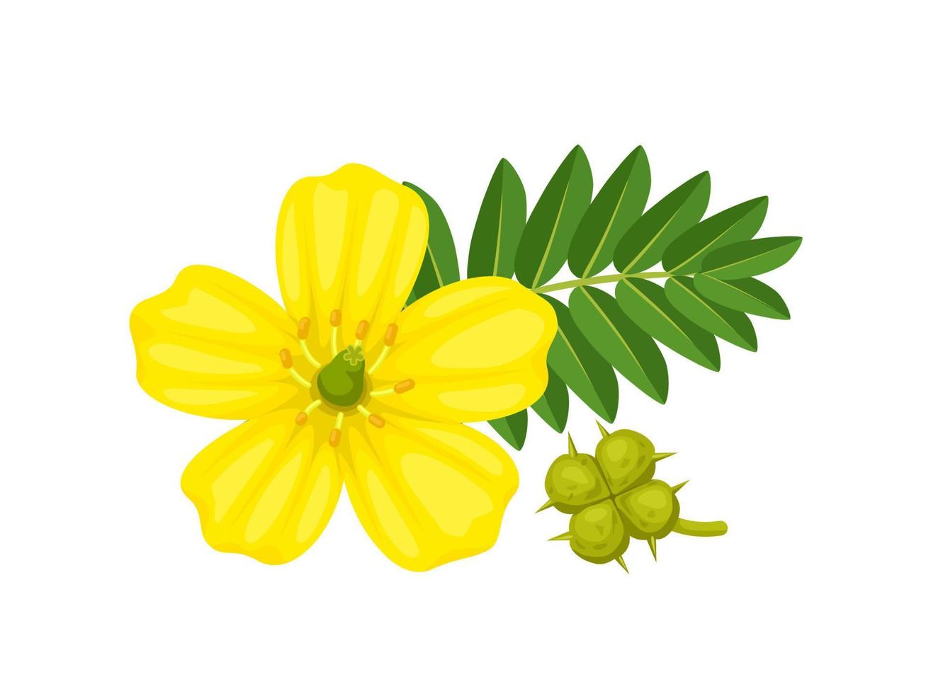 Vector illustration, Tribulus terrestris,also called goat's head, bindii, bull's head, burra gokharu, bhakhdi, caltrop, cat's head, devil's thorn, isolated on white background.