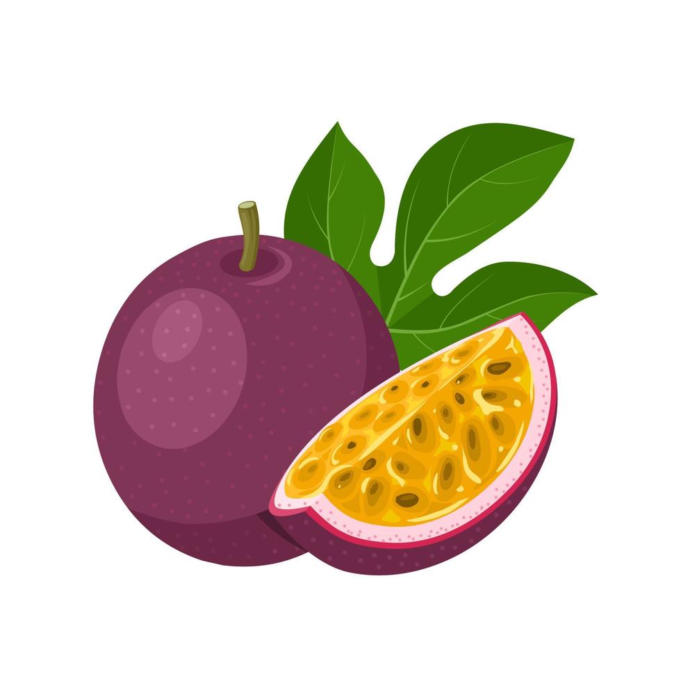 Vector illustration, passion fruit or Passiflora edulis, isolated on white background.