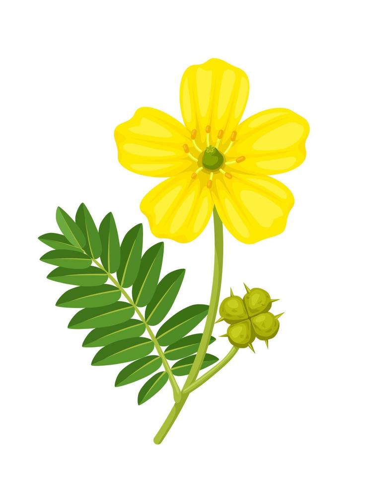 Vector illustration, Tribulus terrestris,also called goat's head, bindii, bull's head, burra gokharu, bhakhdi, caltrop, cat's head, devil's thorn, isolated on white background.