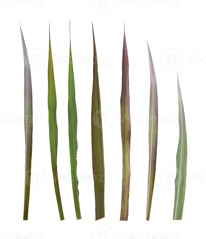 Set of sugarcane leaf isolated on transparent background png file