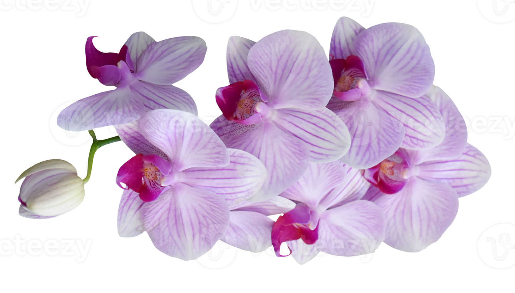 Orchid flowers isolated on transparent background png file