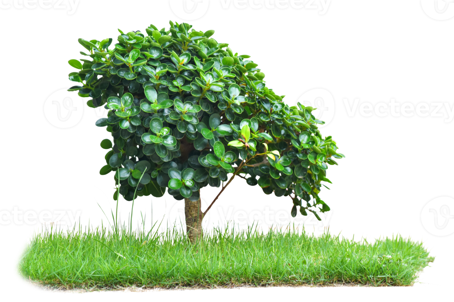 tree with grass isolated on transparent background png file.