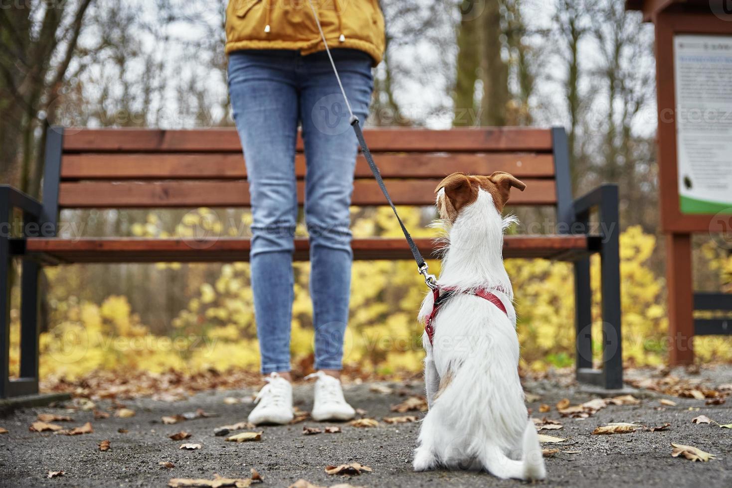 Woman with dog walk in autumn park photo