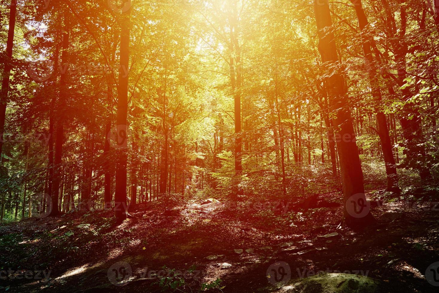 Forrest trees in summer day. Nature background photo
