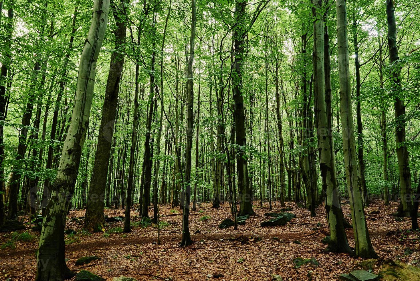 Forrest trees in summer day. Nature background photo