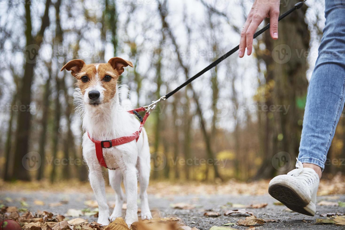 Woman with dog walk in autumn park photo