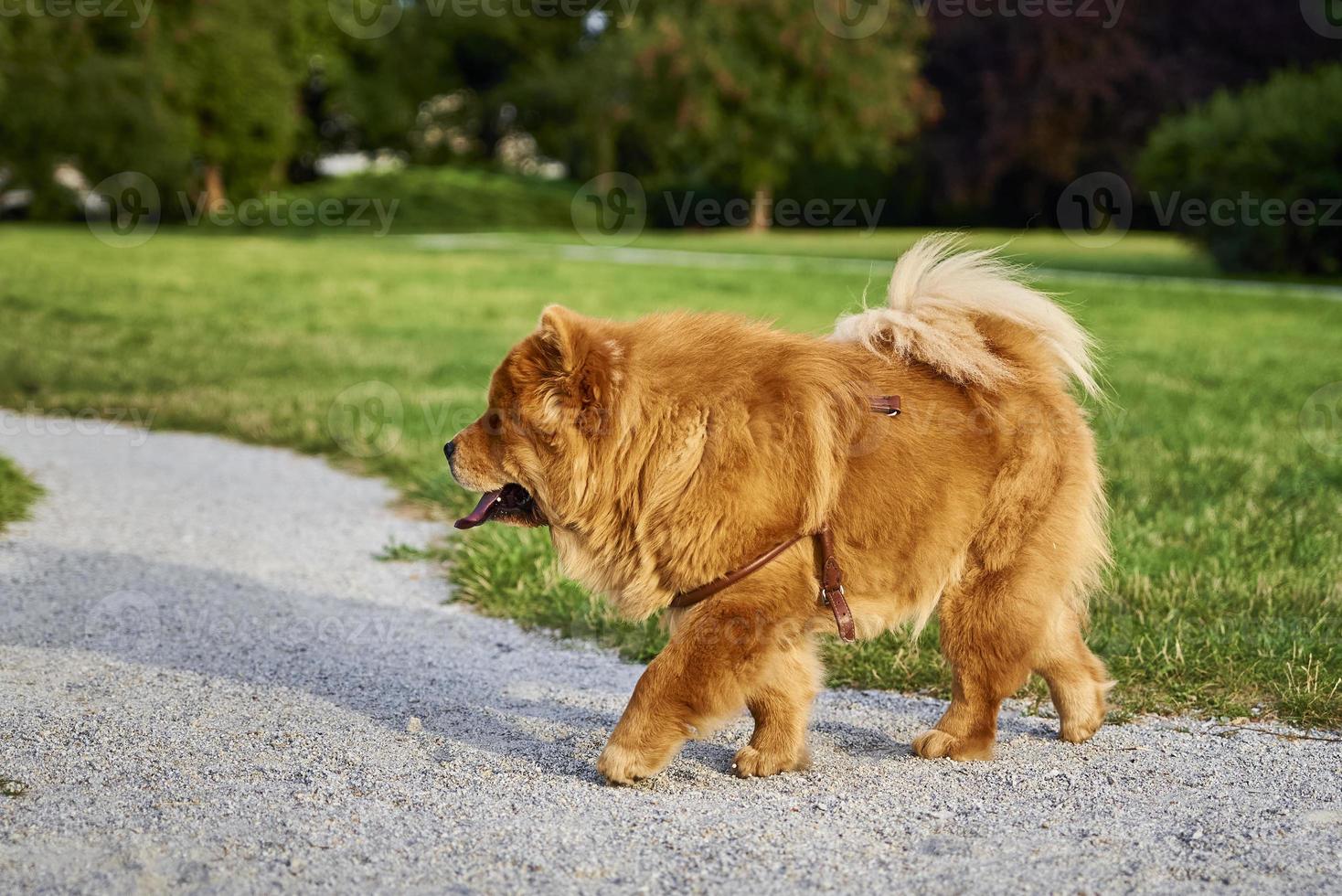 Chow chow dog in the park photo