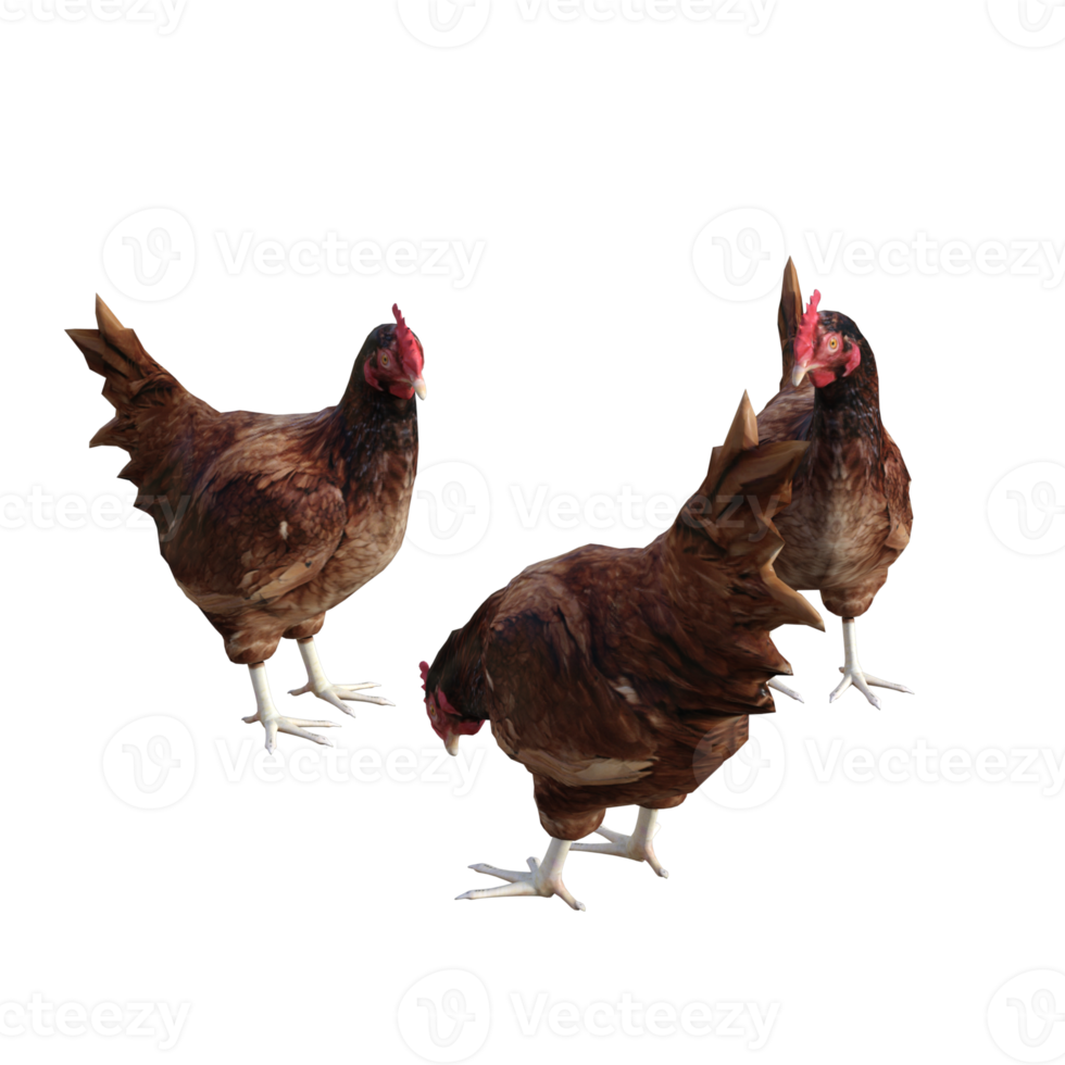 3d chicken isolated 3d render png