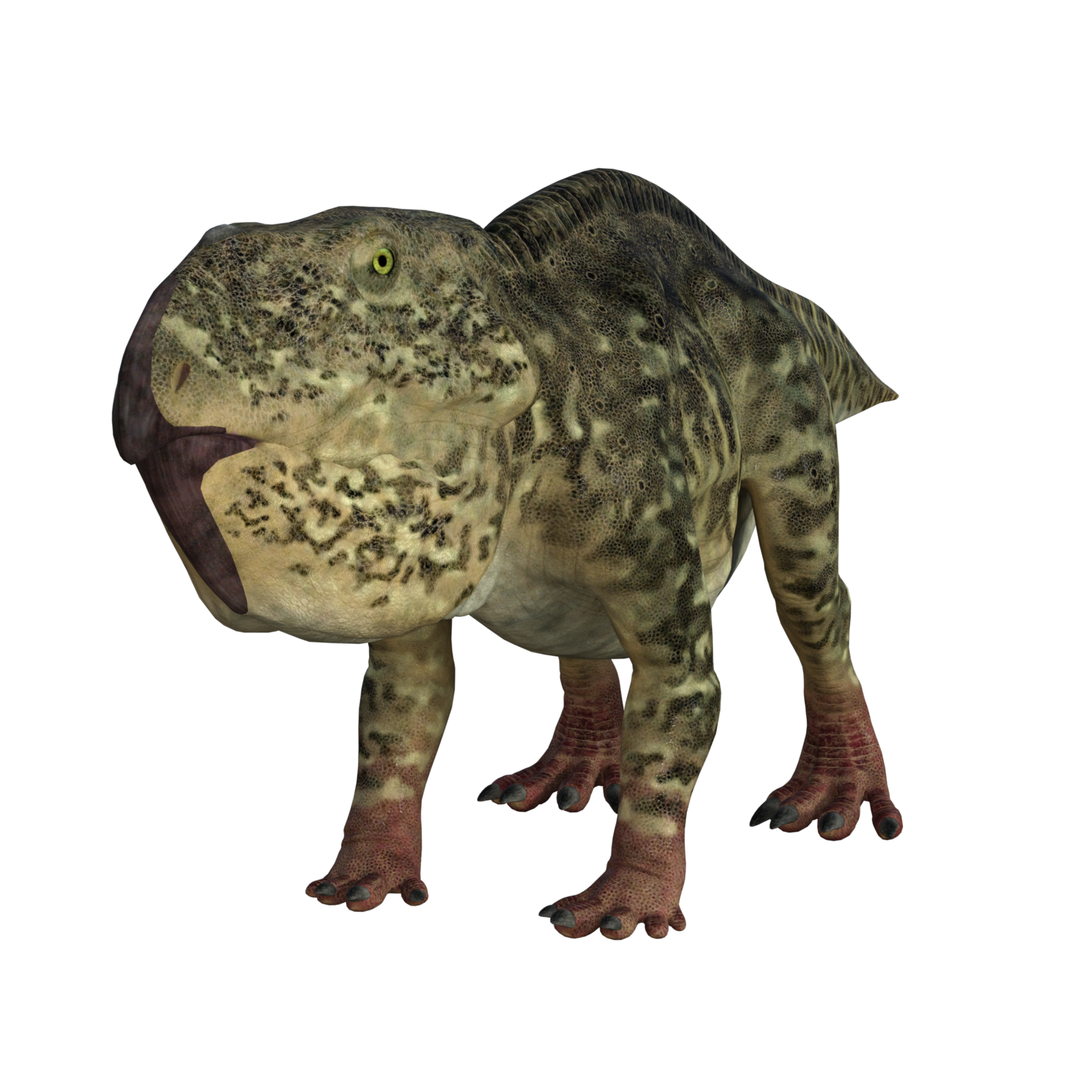 Udanoceratops dinosaur isolated 3d render 21013940 PNG