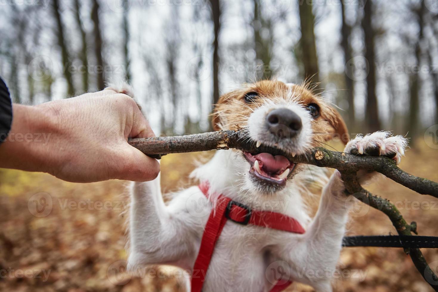 Dog play with a branch in autumn forest photo