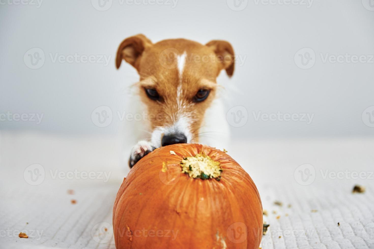 Dog gnaws orange pumpkin indoors photo