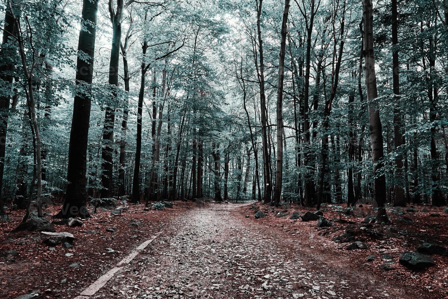 Dreamy forrest trees in summer day. Nature background photo