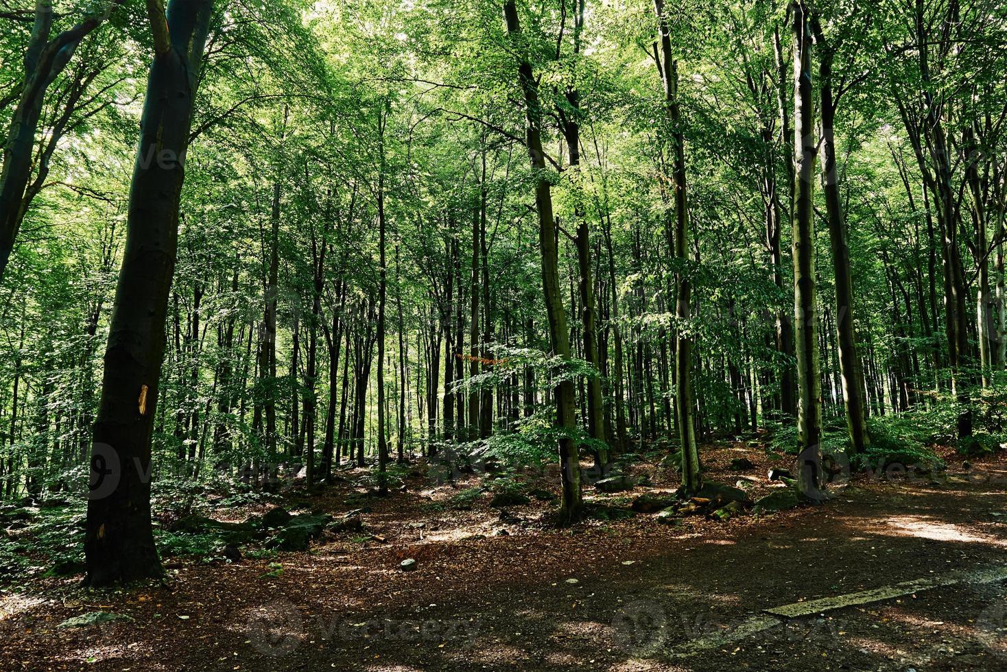 Forrest trees in summer day. Nature background photo