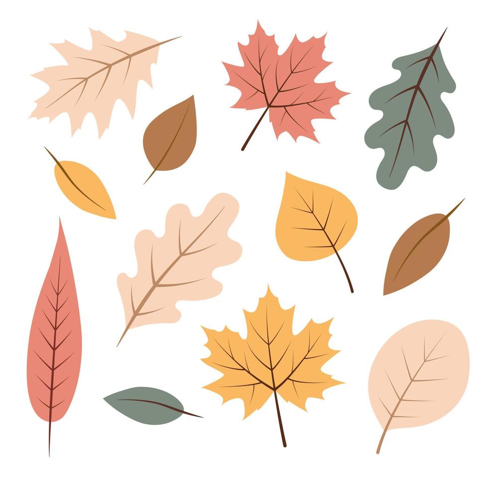 Autumn leaves set, isolated on white background. Autumn Leaf Design Elements vector