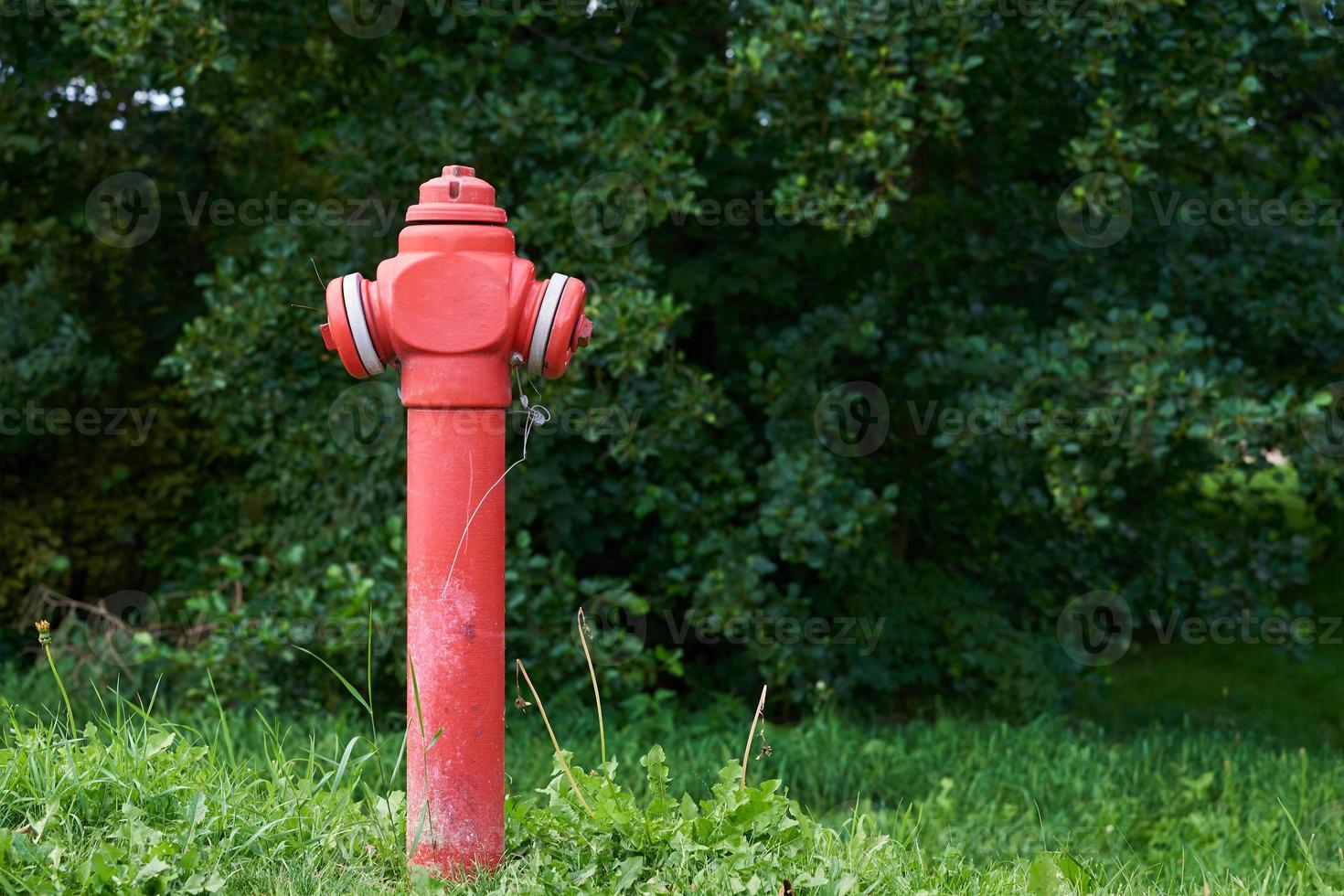 Fire hydrant in green grass photo