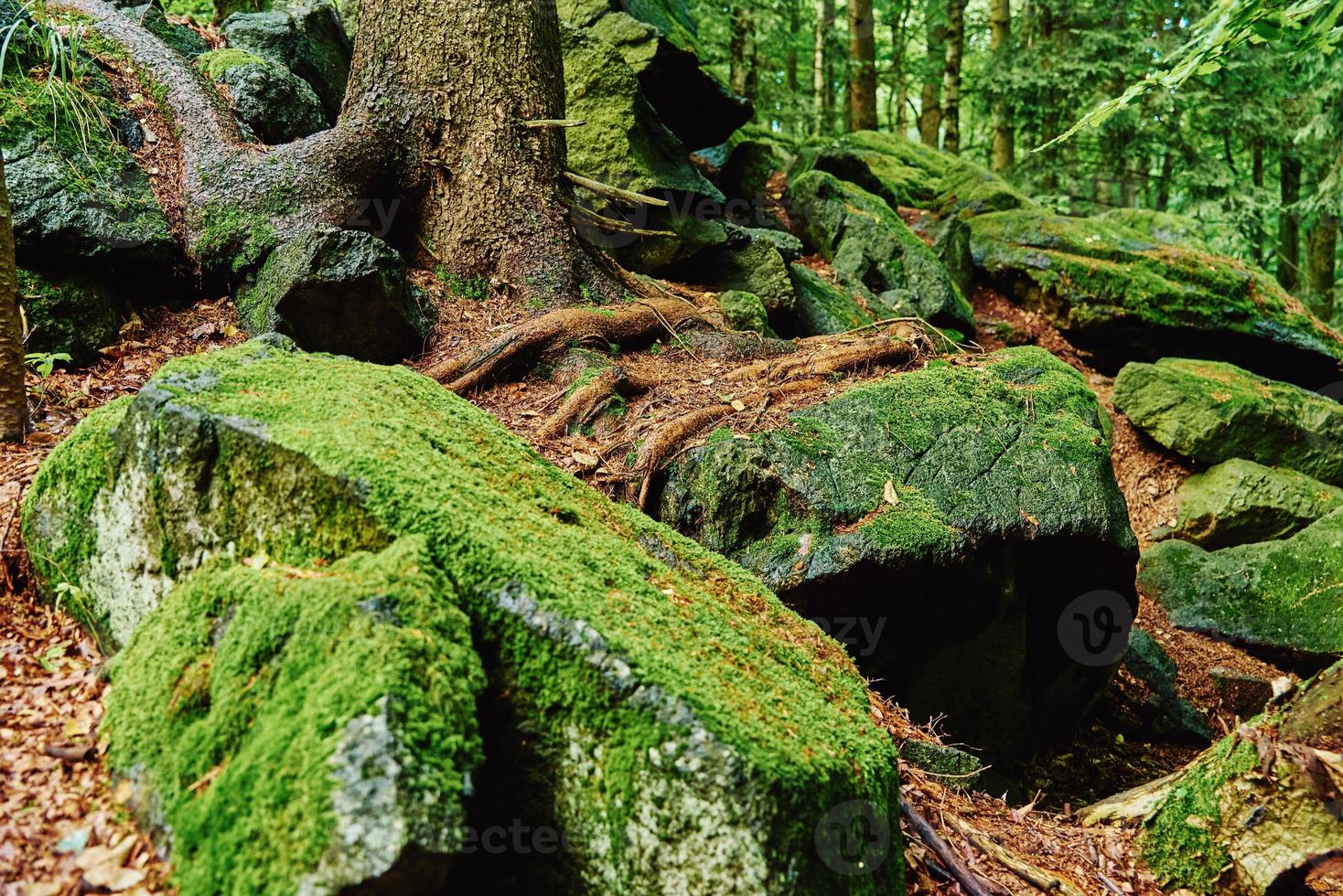 Beautiful green moss on the floor in the forest photo