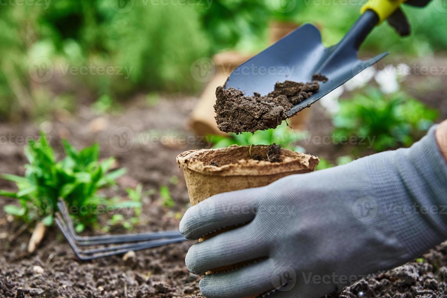 Gardener hands picking and planting vegetable plant in the garden photo