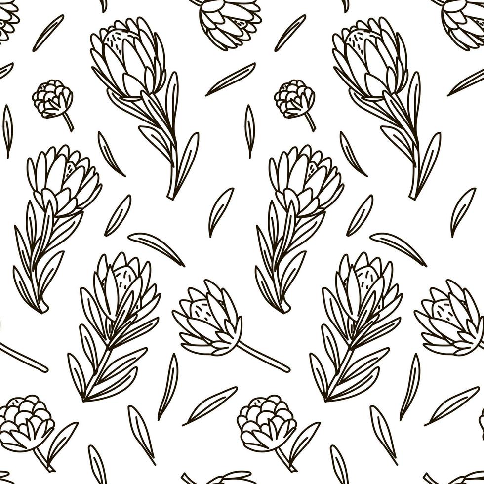 The pattern of contour sketches of king protea is black and white. Exotic tropical hand-painted flowers, a symbol of South Africa. Background for printing, textiles, postcards vector