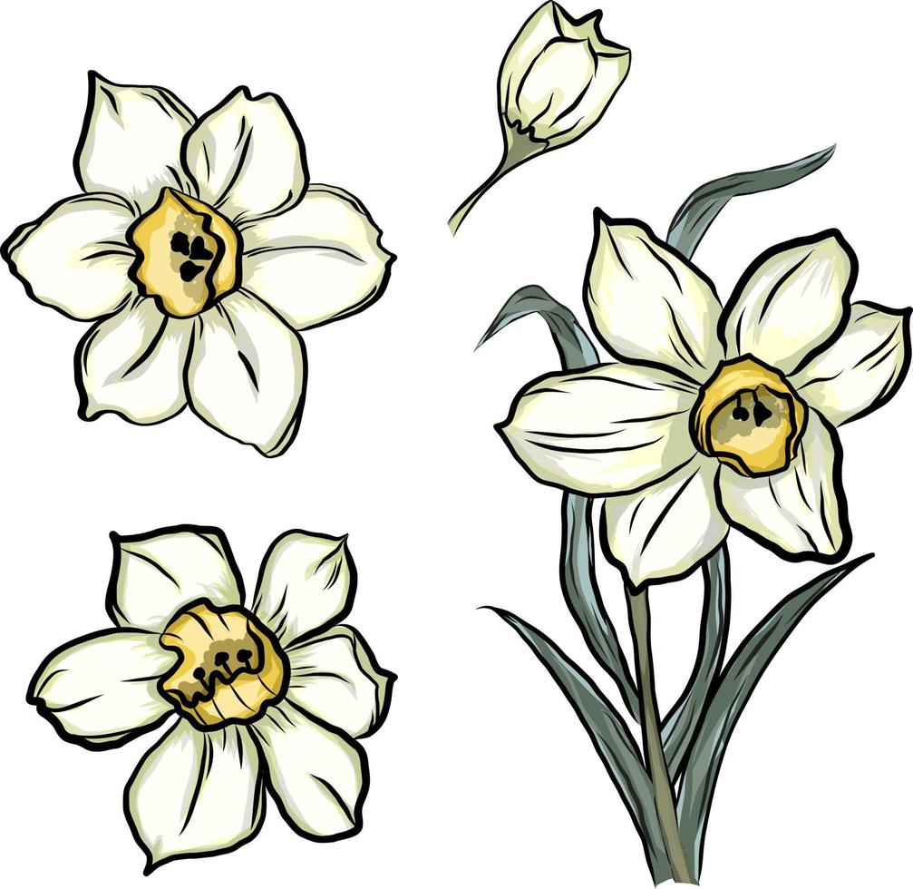 botanical flowers vector illustration. narcissus flowers. daffodil flowers.