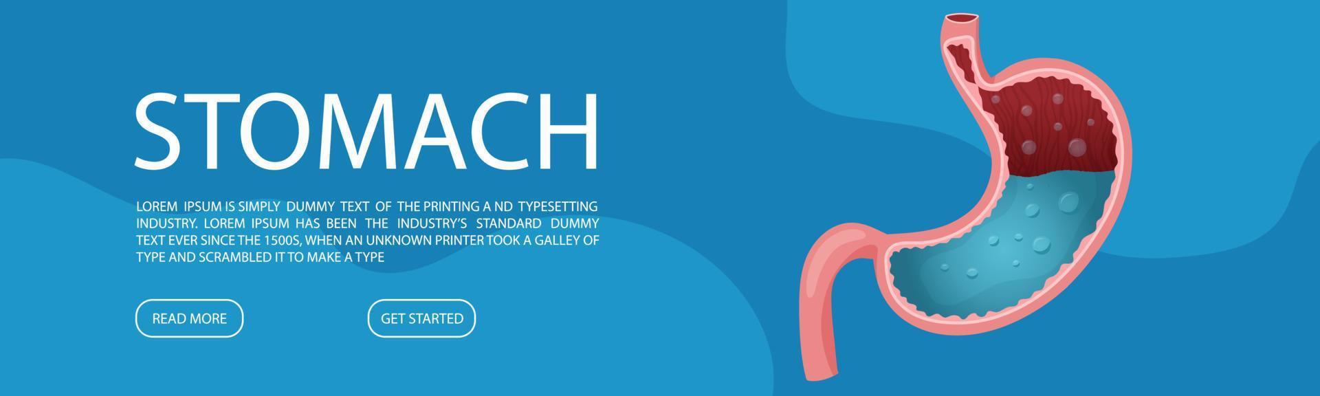 Web banner template with human healthy stomach. Vector illustration cartoon style